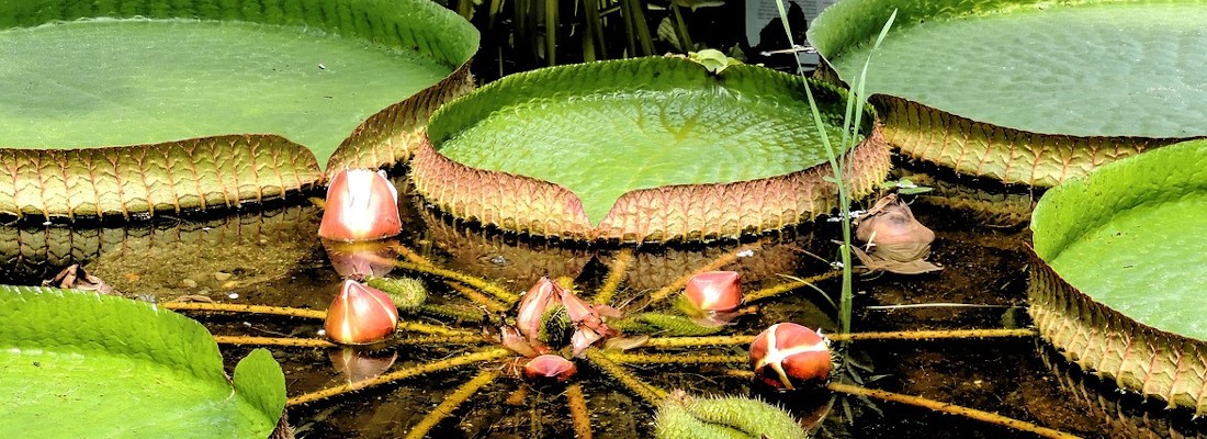 amazzonia-foresta-brasile-peru-bolivia