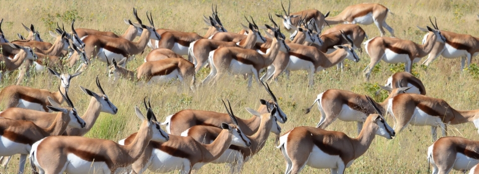 etosha