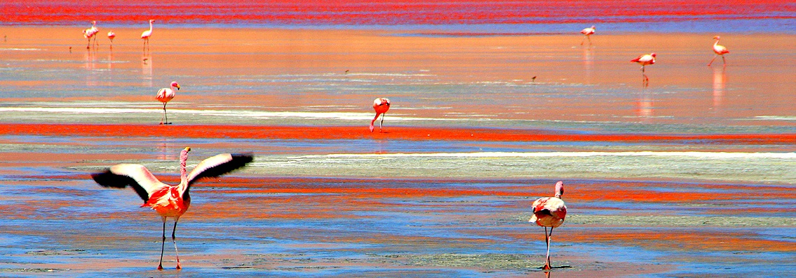 laguna-colorada-2