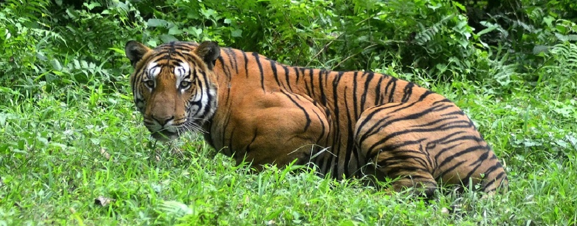 INDIA-ENVIRONMENT-ANIMAL-TIGER