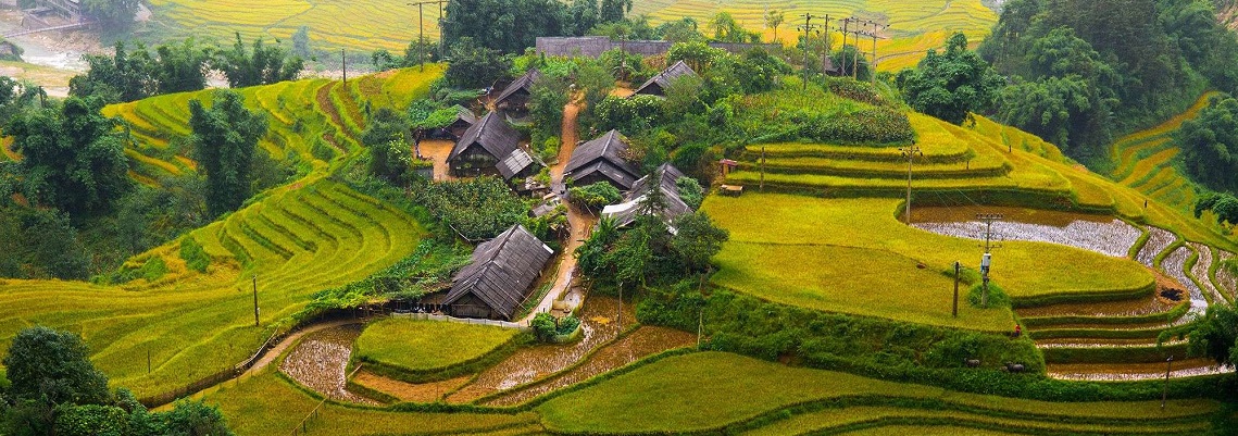 vietnam-risaie
