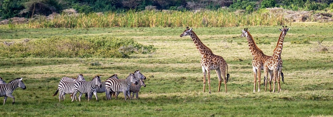 giraffes-g96f6149ed_12801