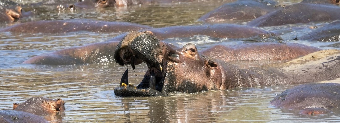 ippopotamo per sito