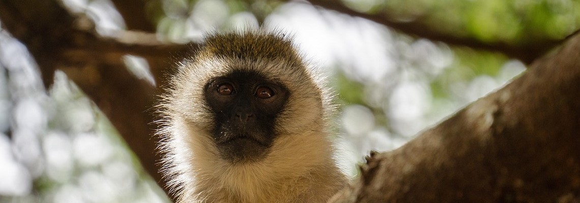 monkey-g806bdc74a_12801