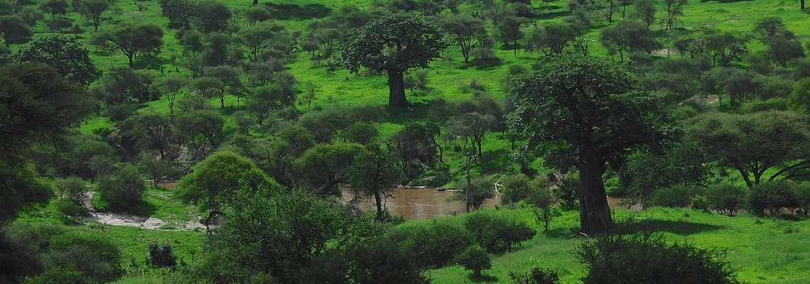 trees-g7dba8b826_12801
