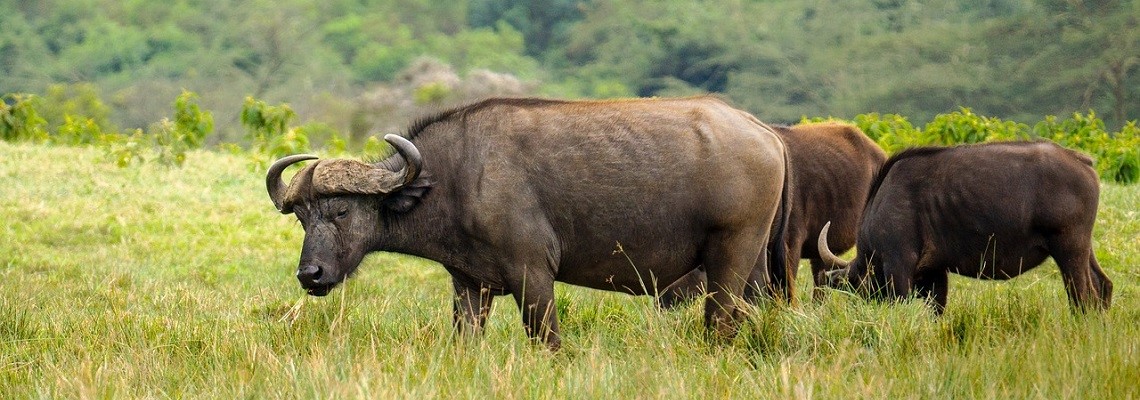 water-buffalo-ge8e2a078f_12801