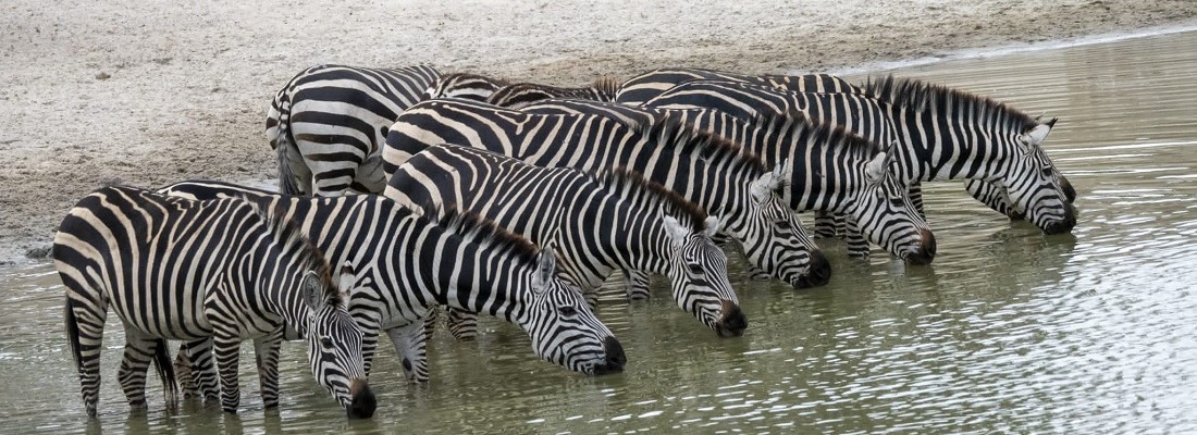 zebre per sito