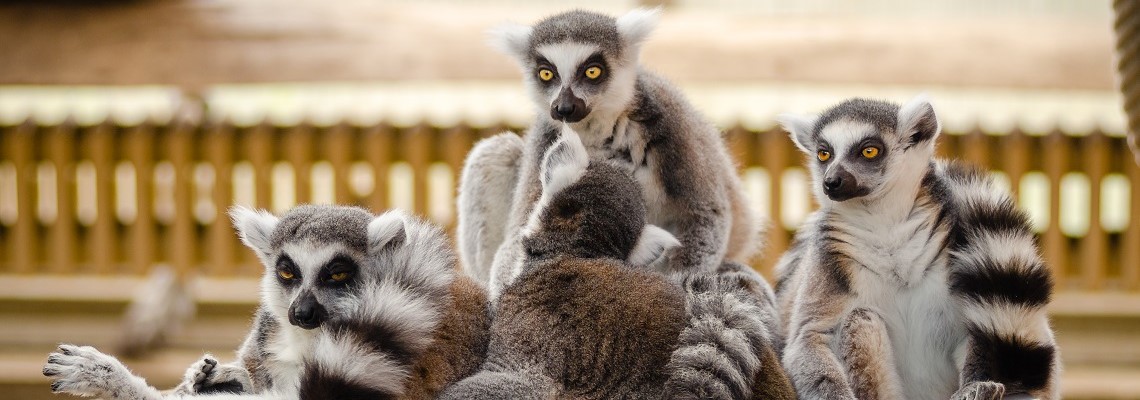 lemuri 3