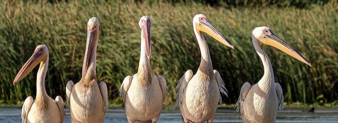 great-white-pelicans-g48ebc6653_1280