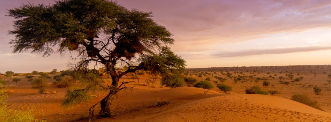 Deserto del Kalahari-31