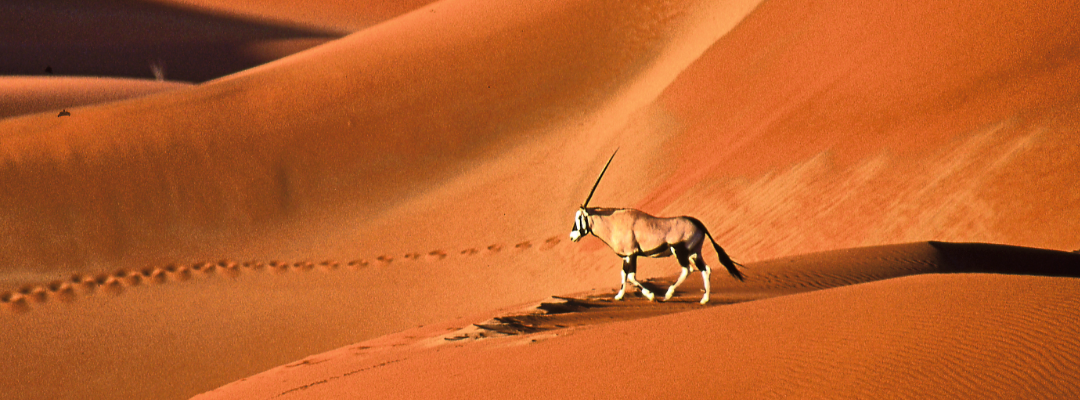 Deserto del Namib-21