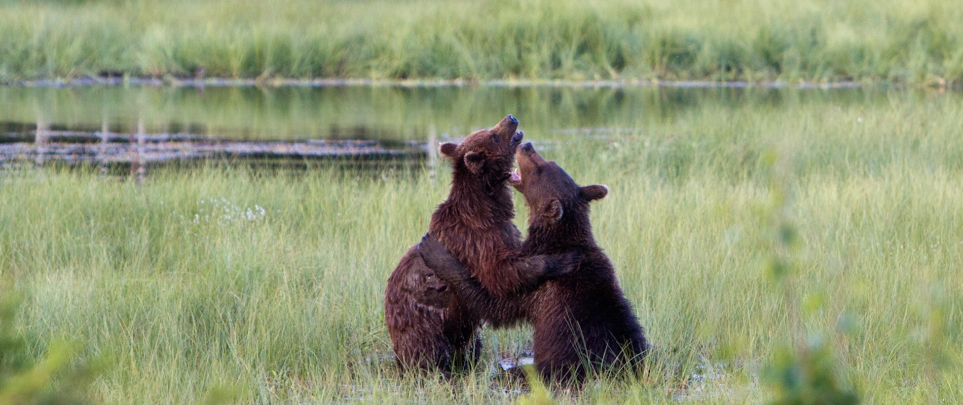 bearfight-eeebf6c9-800h